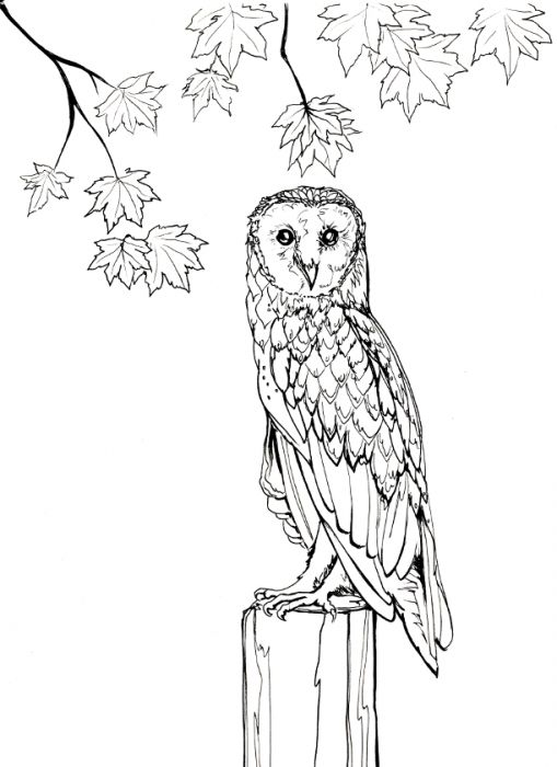 Autumn Barn Owl by Kathy Nutt